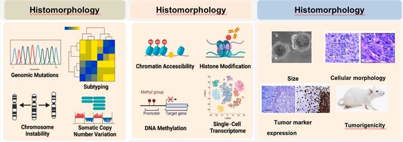 Characterization of organoids using molecular and histological approaches.