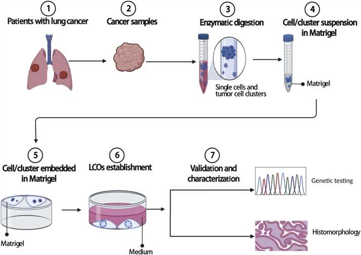 Illustrative cultivation steps for lung cancer organoid.