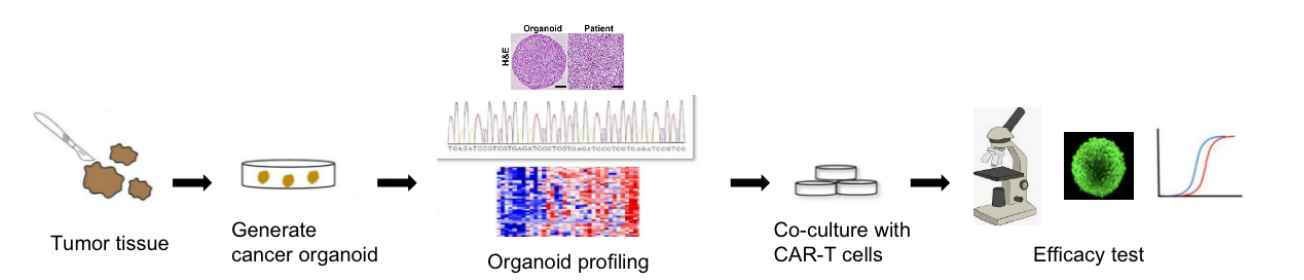 Illustrative workflow of our cancer organoids-mediated in vitro CAR-T efficacy test service.