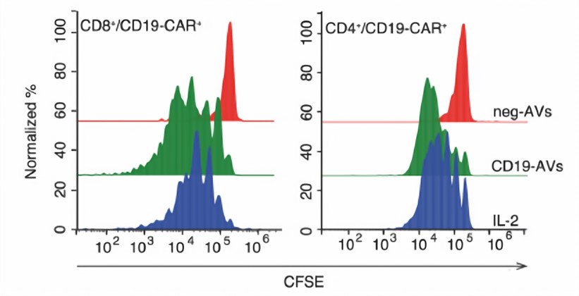 Fig.2 CD19-CAR-T cell proliferation after stimulation with IL-2 or CD19-AVs. (Ukrainskaya, et al., 2020)
