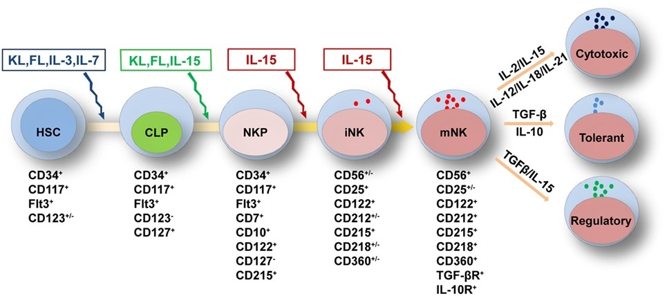Figure 1. Cytokines in NK cell development. (Wu, et al., 2017)