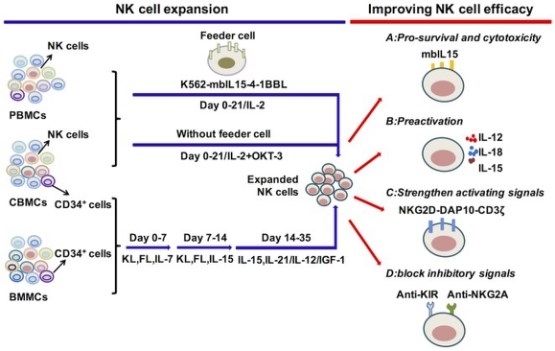 Cytokine regulation of NK cell expansion and cytotoxicity.