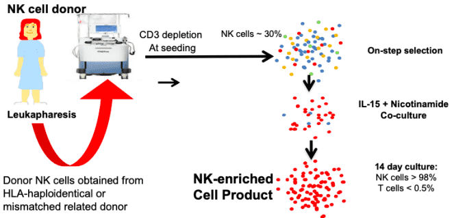 Process of NAM-induced NK cell expansion.