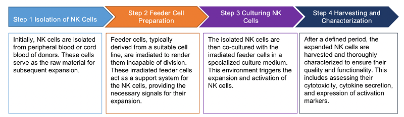 Process of Irradiated Feeder Cell - Induced NK Expansion. (Creative Biolabs Original)