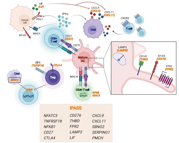 The IPASS gene signature description of a complex immune network in pediatric cancers