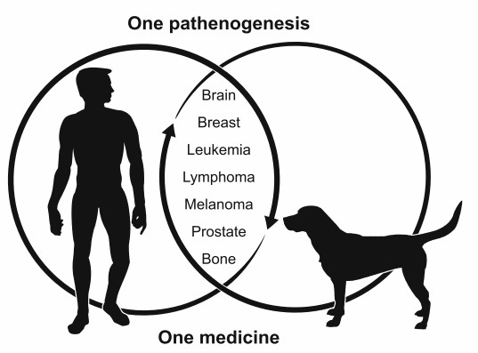 Common cancers that have clinical analogs in human and canine.