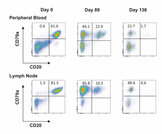 In vivo function assessment of 2nd canine CAR-T cells.