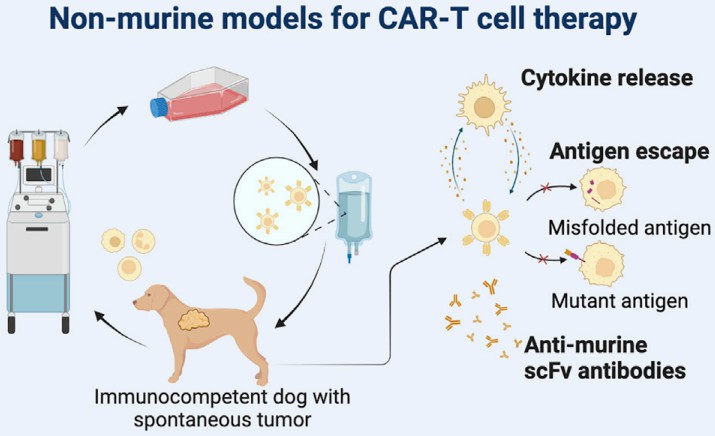 Canine CAR-T model and preclinical evaluation.
