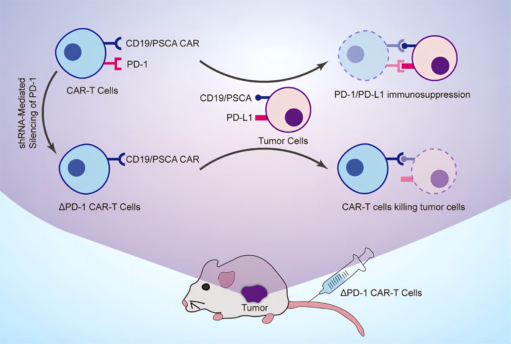 Example of blockage of PD-1 in CAR-T cells by shRNA technologies.