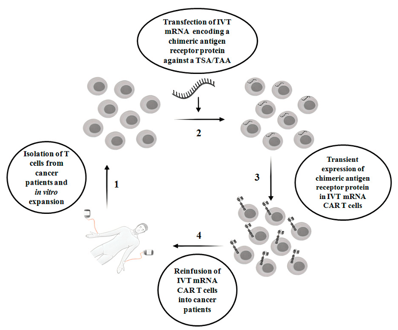 Figure 1. The scheme of IVT mRNA CAR T therapy in cancer patients. (Soundara, et al., 2020)