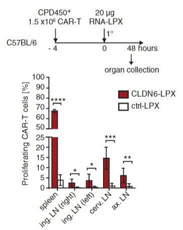 Fig.1 Proliferation test of CAR-T cell in resected secondary lymphoid after RNA-LPX intravenous administration. (Reinhard, et al., 2020)