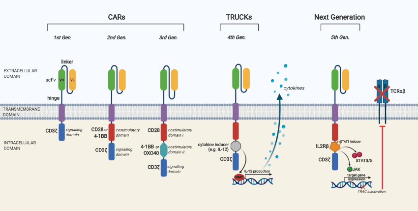  Fig.1 Generations of CAR-T-cell construct designs. (Rallis, et al., 2021)