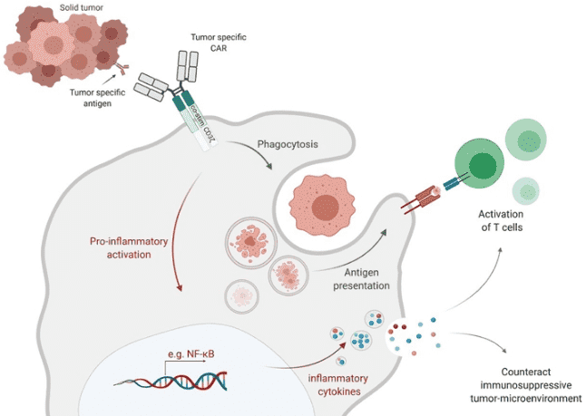 Closer insight into CAR-MA activation and anti-cancer mechanisms. 