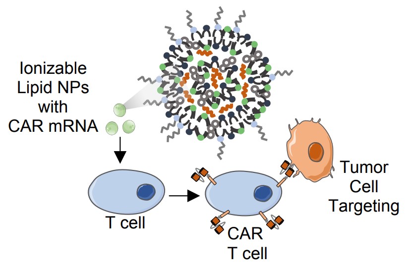 LNPs-mediated CAR mRNA delivery to human T cells. (Billingsley, et al., 2020)