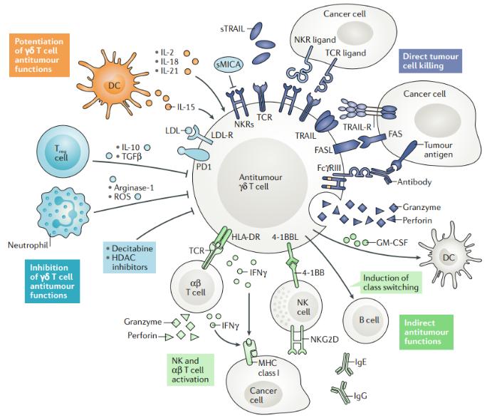 Fig.1 γδ T cell and their regulation. (Silva-Santos, et al., 2019)