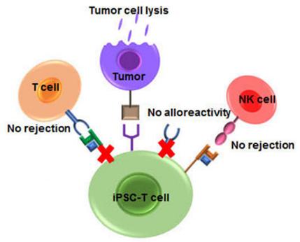 Fig.1 The immunotherapy properties of iPSC-T cells. (Nianias & Themeli, 2019)