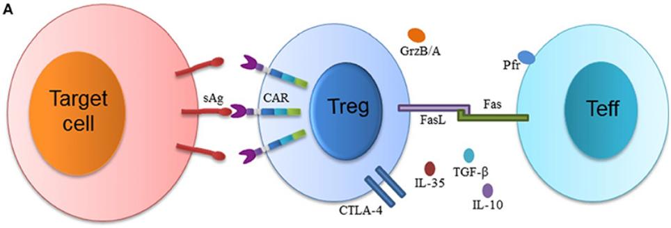 Fig.1 Scheme of CAR-modified regulatory T cells (CAR-Tregs) and the suppression of effector T cells. (Zhang, et al., 2018)
