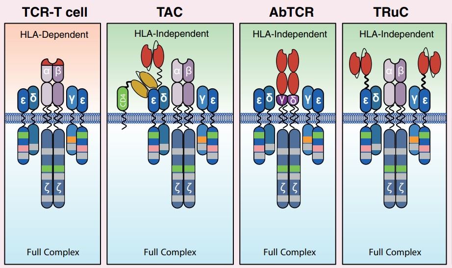 Schematic overview of the various TCR-based constructs.