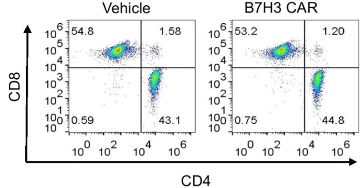 Fig.3 Cell subset analysis of anti-B7H3 CAR-T cells by flow cytometry. (Liu, et al., 2021)