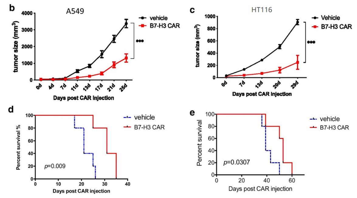 Fig.7 In vivo efficacy evaluation of anti-B7H3 CAR-T cells against A549 xenograft models (fig b, d), or HT116 xenograft models (fig c, e). (Liu, et al., 2021)