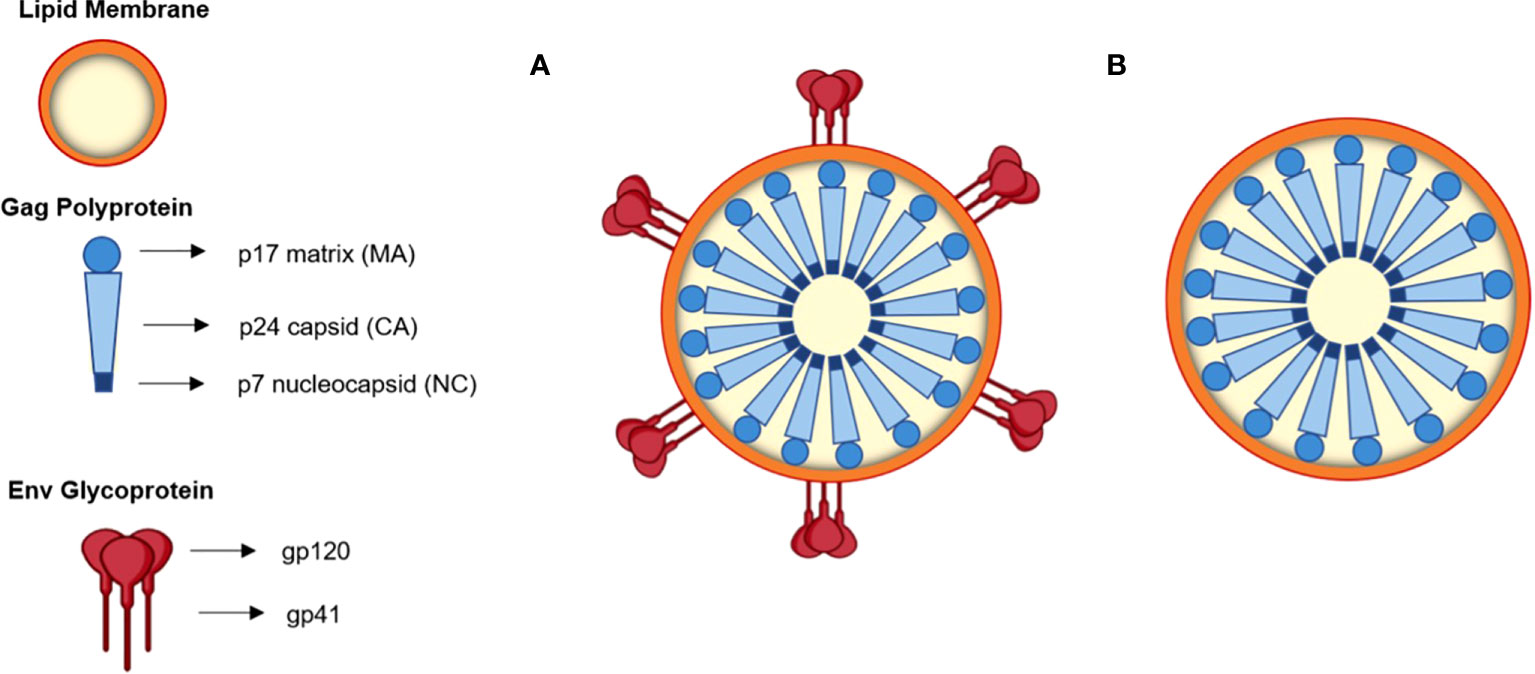 Fig.1 Schematic diagram of HIV-1-based virus-like particles. (Martins, et al., 2022)