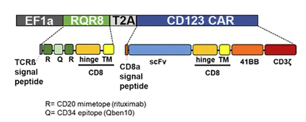 Fig.2 Schematic diagram of CD123 CAR construction. (Sugita, et al., 2022)