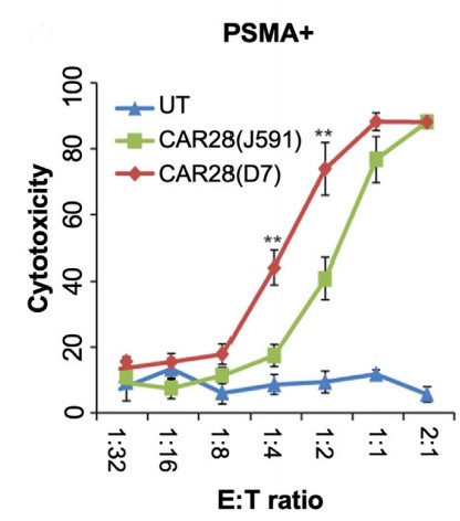 Fig.3 Cytolytic activity of anti-PSMA CAR-T against C4-2 cells (PSMA+) cell lines. (Alzubi, et al., 2020) 