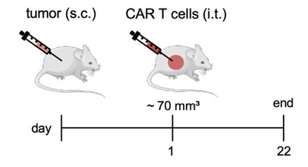 Fig.4 Schematic of the anti-PSMA CAR-T cell therapy mouse model. (Kloss, et al., 2018)