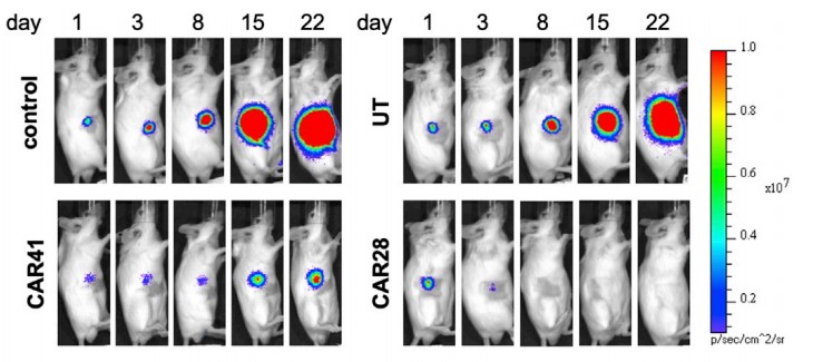 Fig.5 In vivo potency of PSMA CAR-T cells. (Kloss, et al., 2018)