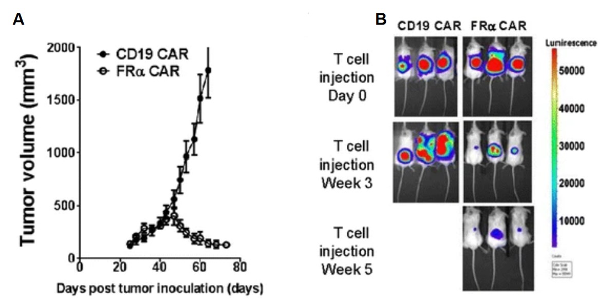 Fig.4 In vivo anti-tumor activity of anti-FRα CAR-T cells. (Song, et al., 2016)