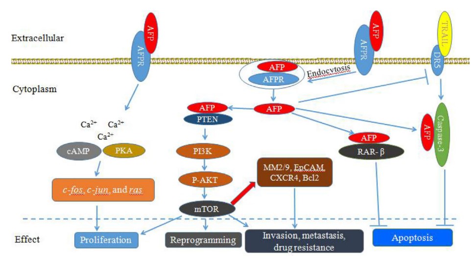 Fig.1 Schematic diagram of AFP binding to AFP receptors promoting malignant transformation of cancer cells. (Lin, et al., 2021)
