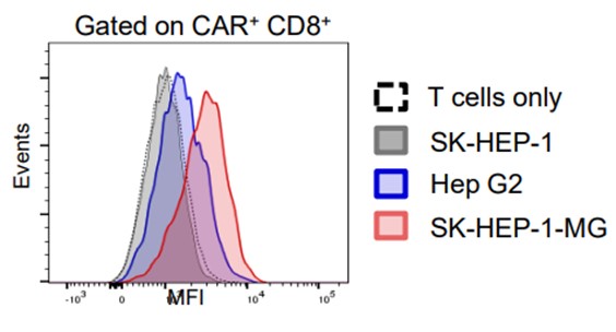 Fig.2 CD107a expression detection of AFP-CAR+ CD8+ T cells incubated with different tumor cells at 5:1 E:T ratio by flow cytometry. (Lin, et al., 2021)