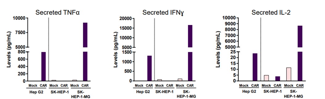 Fig.3 Cytokine secretion measurements of AFP CAR-T cells co-cultured with different tumor cells by multiplex ELISA. (Liu, et al., 2017)