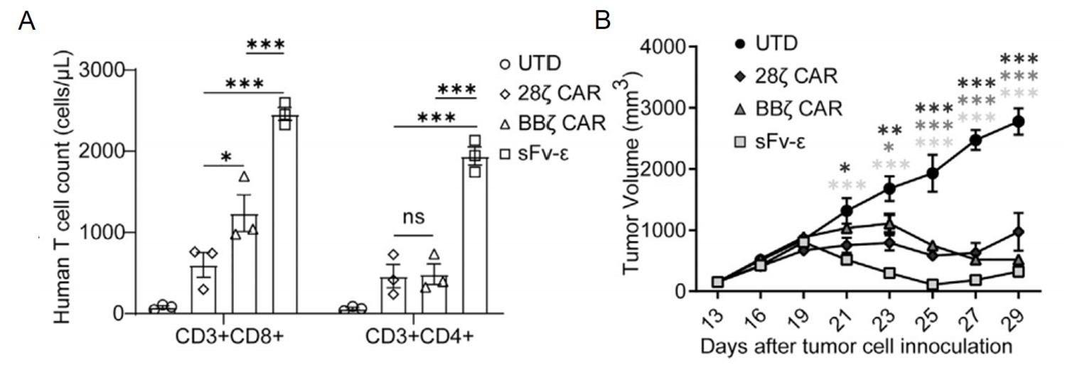 Fig.4 Antitumor activity of GPC3 CAR-T in PLC/PRF/5 tumor-bearing mice. (Sun, et al., 2022)