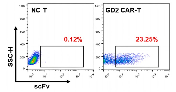 Fig.1 Flow cytometry analysis of cell-surface expression of anti-GD2-CAR on transduced T cells. (Zhang, et al., 2023)