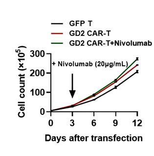 Fig.2 The proliferation analysis of the proliferation of anti-GD2-CAR, in combination with or without Nivolumab in vitro. (Zhang, et al., 2023)