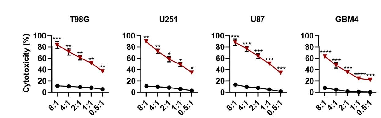 Fig.3 ELISA analysis of cytokine release (IFN-γ and TNF-α) in GD2 CAR-T cells co-cultured with various glioblastoma cell lines. (Zhang, et al., 2023)