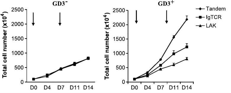 Fig.2 The proliferation of anti-GD3 CAR-T cells with GD3 positive or negative tumor stimulation. (ASY, 2010)