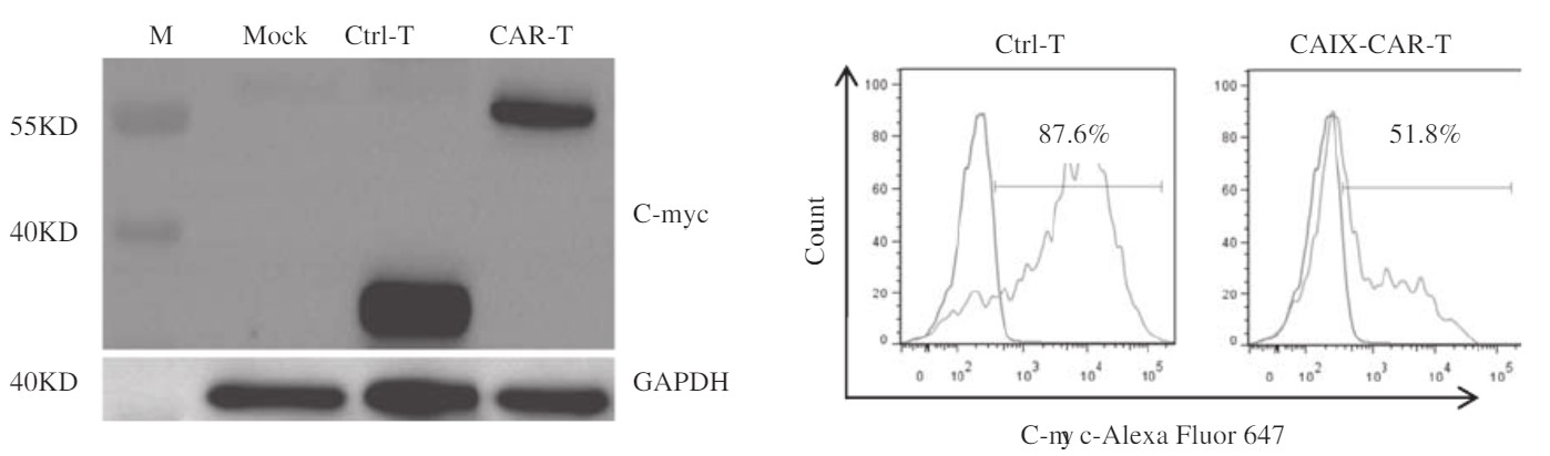 Fig.1 Western blot analysis and flow cytometry analysis of the expression of anti-CA9 CAR. (Li, et al., 2020)
