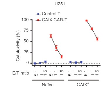 Fig.4 In vitro cytotoxicity of anti-CA9 CAR-T against CAIX-transfected U251 cells as measured by LDH release assay. (Gui, et al., 2019)