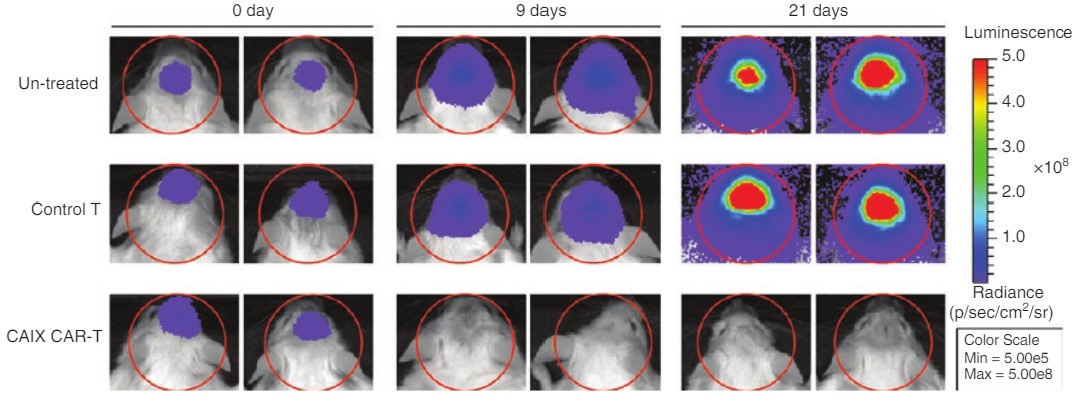 Fig.5 The therapeutic potential of the anti-CA9 CAR-T cells was assessed in the glioblastoma xenograft mouse model. (Gui, et al., 2019)