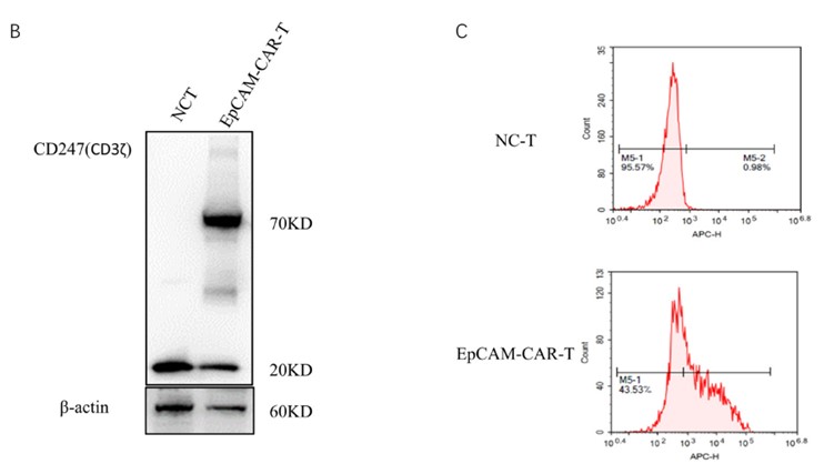 Analysis of CD3ζ and EpCAM CAR expression on anti-EpCAM CART cells. (Fu, et al., 2021)