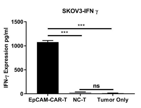 Cytokine IFN-γ releasing analysis in anti-EpCAM CART cells co-cultured with SKOV-3 ovarian cancer cell line for 24hrs. (Fu, et al., 2021)