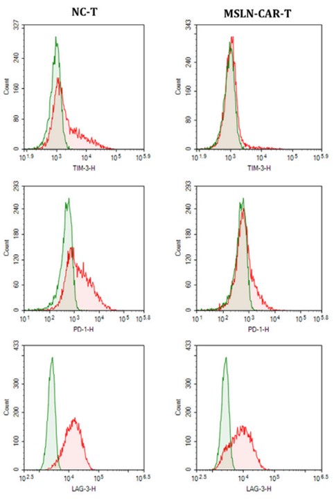 Exhaustion phenotype analysis of TIM3, PD1, and LAG3 on anti-Mesothelin CART cells by flow cytometry.