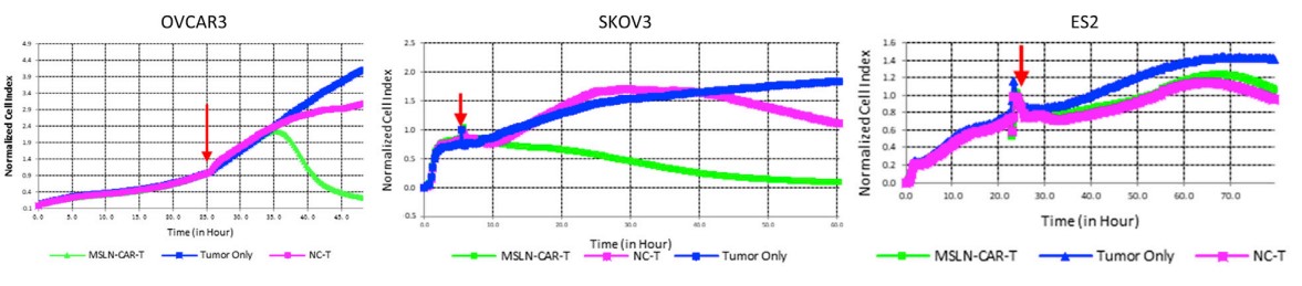Cytotoxicity evaluation of anti-MSLN CART cells against 3 solid tumor cell lines detected by RTCA assay. The red arrow indicated the time point at which effector cells are added.