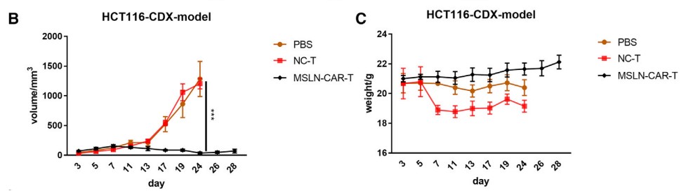In vivo anti-tumor efficacy of anti-MSLN CART cells in HCT116 CDX model. (Zhang, et al., 2021)