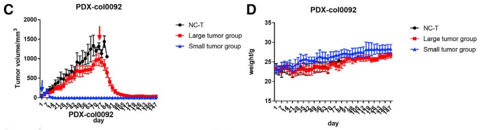 In vivo anti-tumor efficacy of anti-MSLN CART cells in PDX model. (Zhang, et al., 2021)