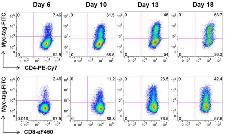 Anti-MUC1 CAR expression evaluation in transduced human T cells by FACS analysis of Myc-tag expression. Anti-MUC1 CAR cells were gated by CD4 or CD8 channel, and then detected Myc-tag expression..