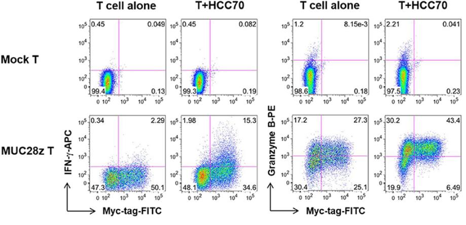 IFN-γ and Granzyme B secretion detection of anti-MUC1 CAR-T cells co-cultured with tMUC1high HCC70 cells by FACS staining intracellularly for IFN-γ and Granzyme B. (Zhou, et al., 2019).