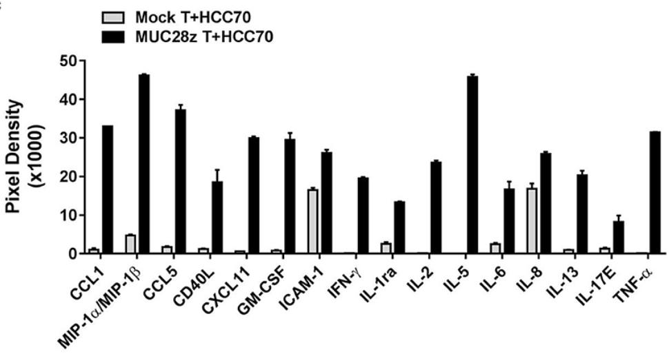 Cytokines panel detection of anti-MUC1 CAR-T cells co-cultured with tMUC1high HCC70 cells at E:T ratio of 2:1 by human cytokine array. (Zhou, et al., 2019)